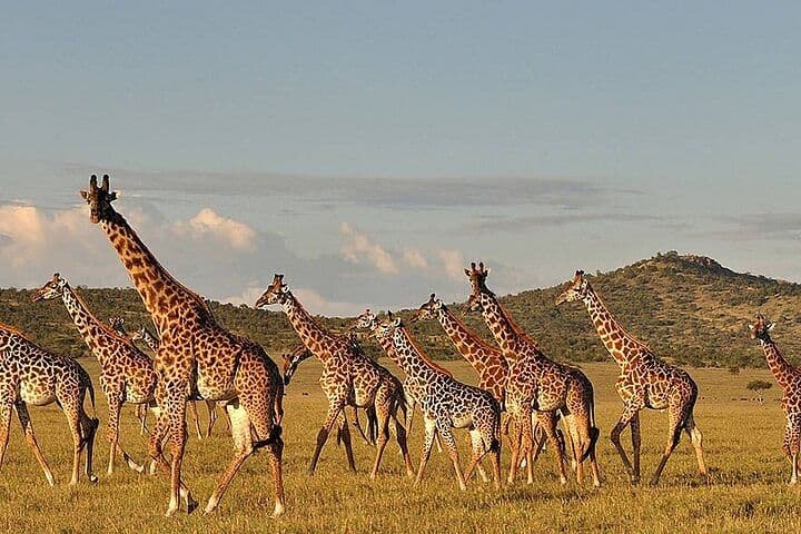 4-Day From Zanzibar Manyara, Serengeti & Ngorongoro Best Luxury Safari