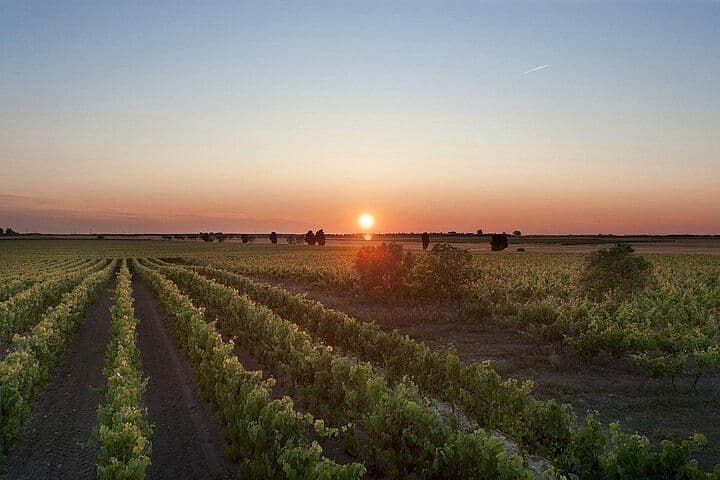 Visit to a Winery in Salento with Wine tasting and light lunch. Departing from Lecce