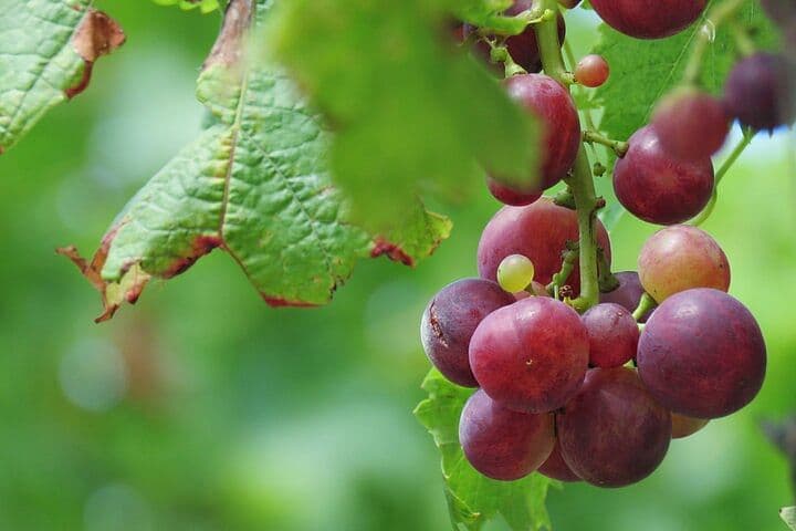 Wine Flavours & tasting, Skywalk and 4x4 Jeep Adventures