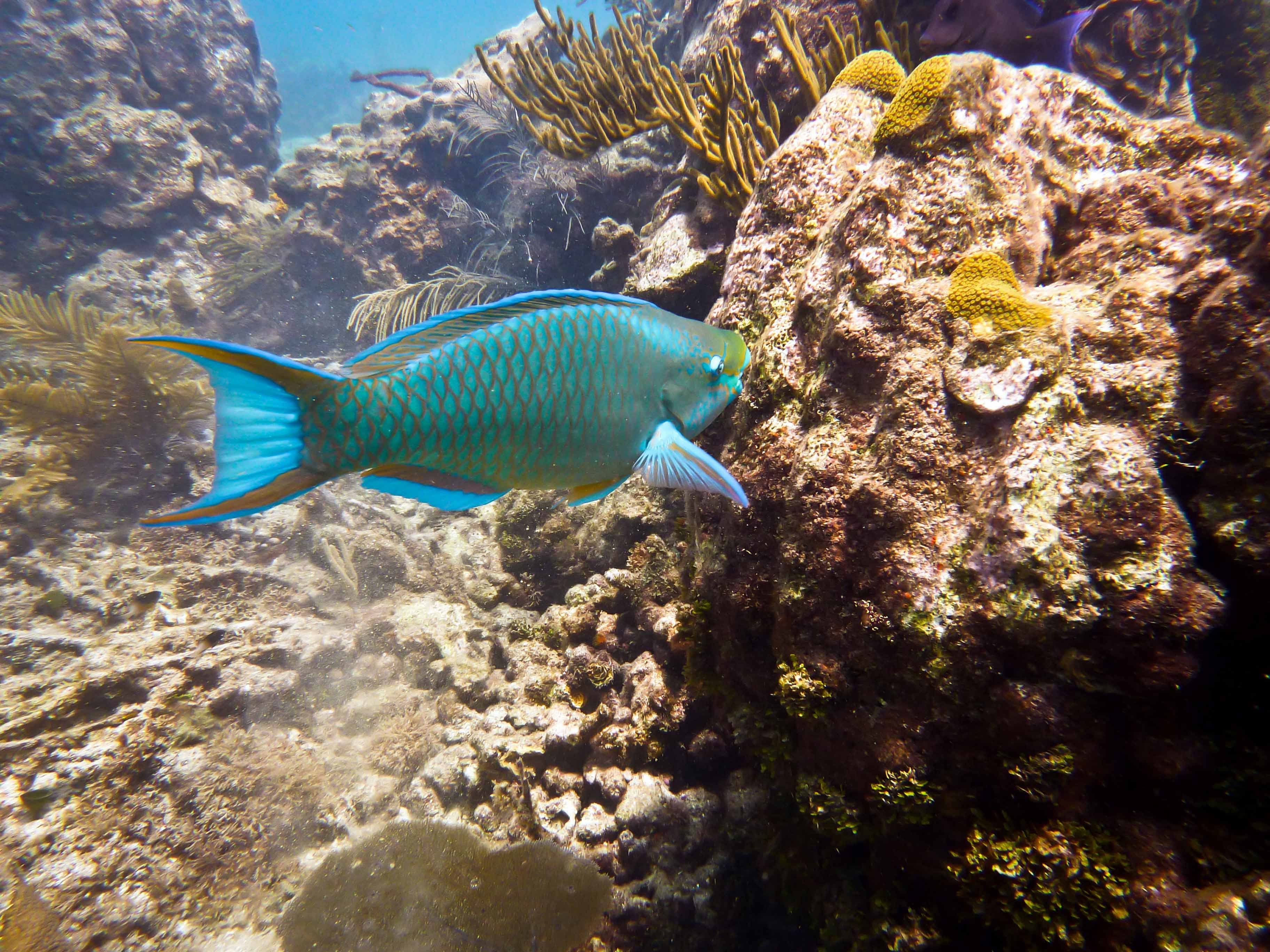ScubaDoo - Explore the ocean in Punta Cana