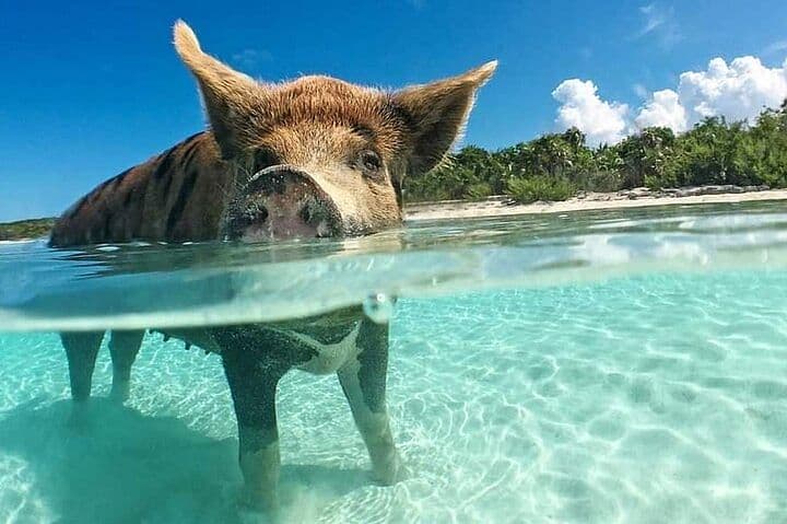Rose Island 3 Islands Tour, Swim with Pigs, Turtles, Snorkelling.